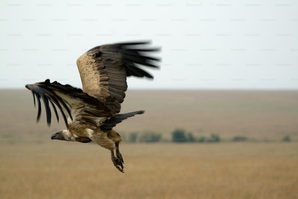 Flying vulture