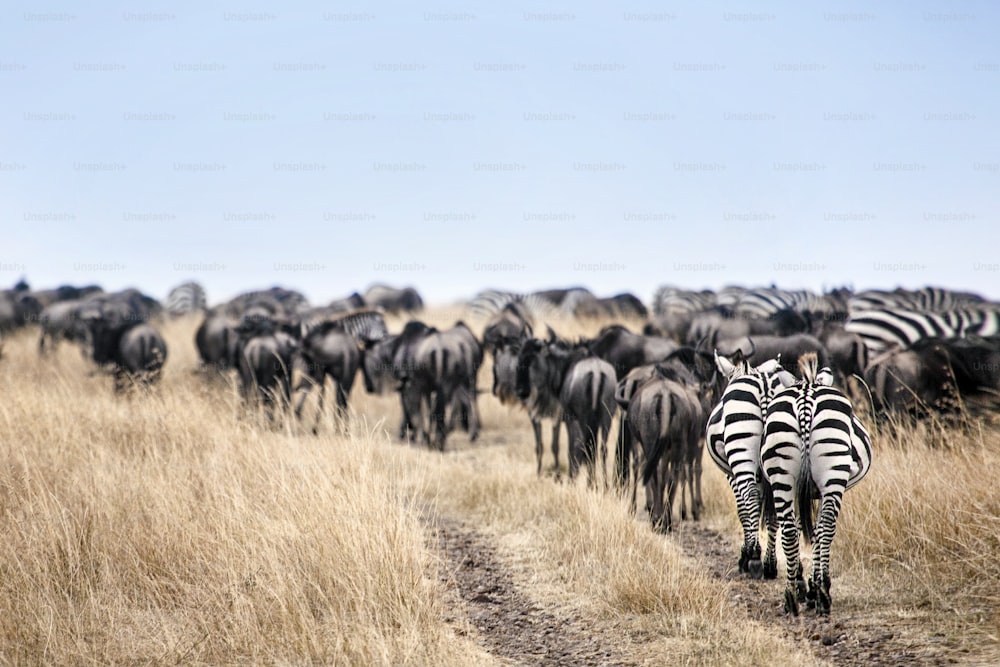 Zebra che cammina