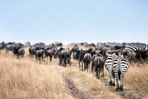Zebra walking