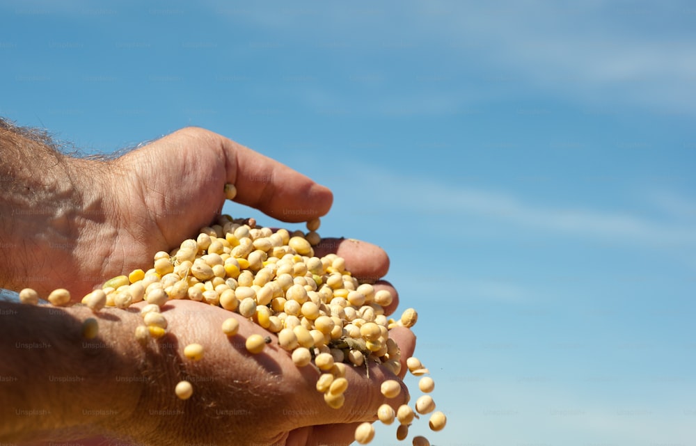 Mãos humanas derramando grãos de soja após a colheita