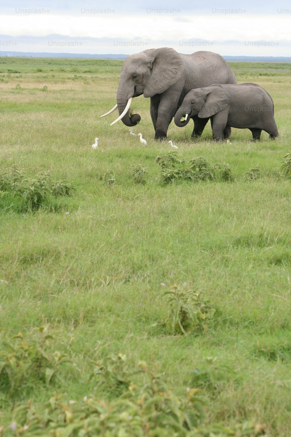 Two Elephants