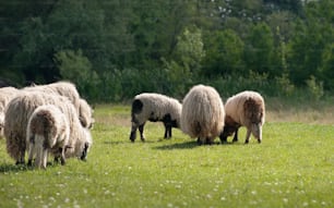 pecore in un pascolo di erba verde