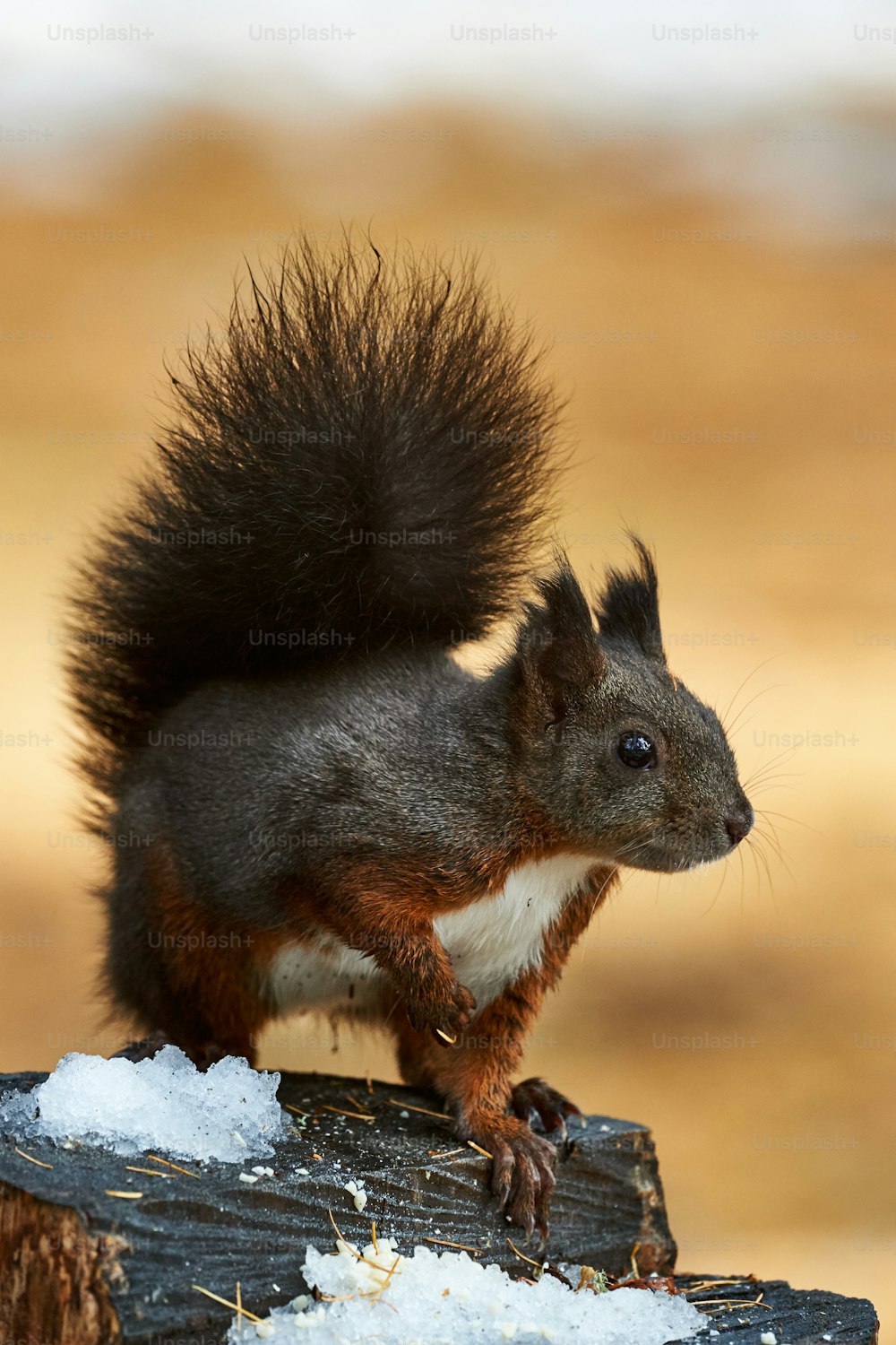 Neugieriges Eichhörnchen auf Nahrungssuche im Winter