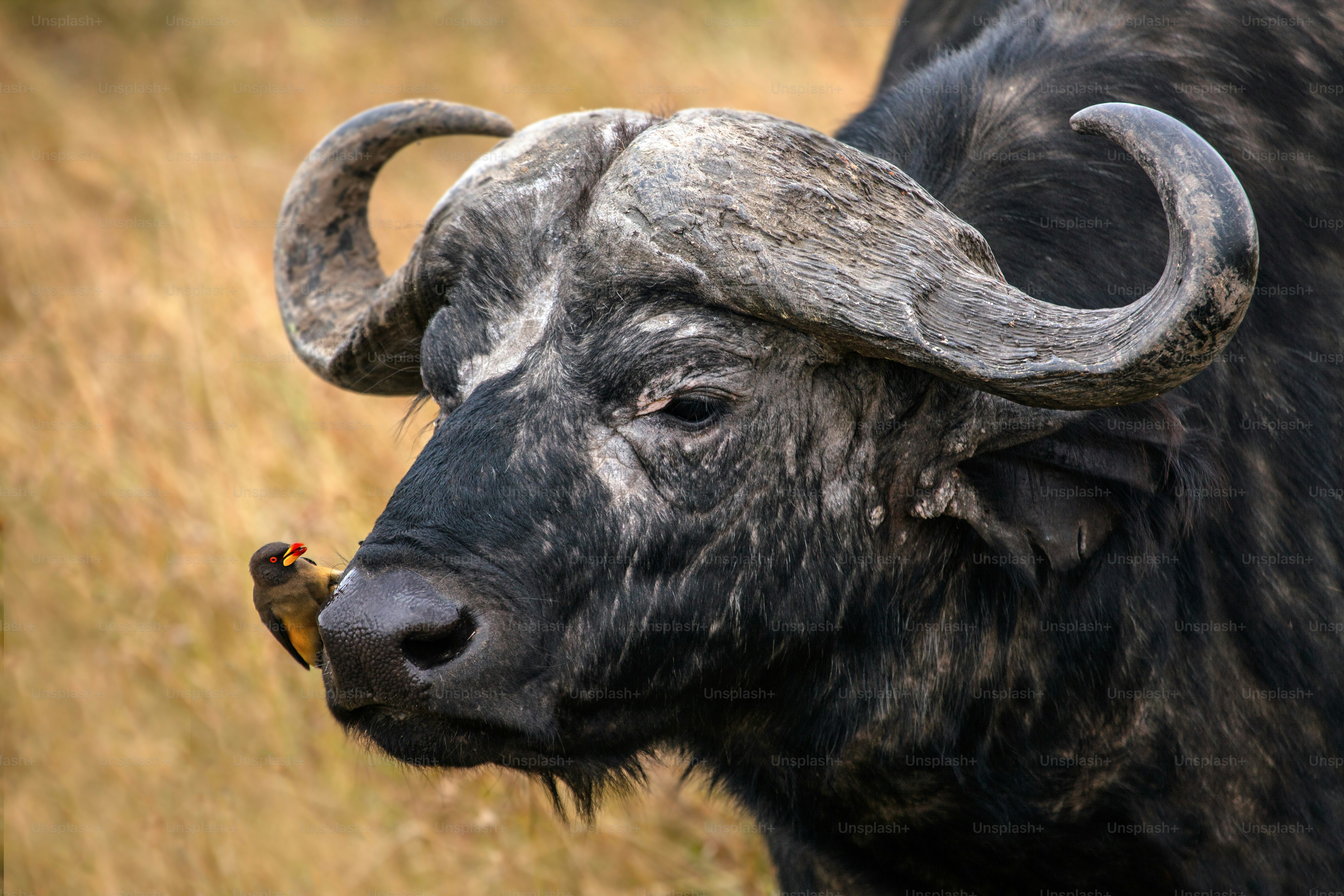 african buffalo