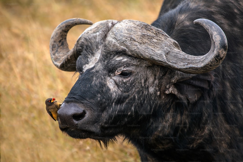 Picchio di bue sulla faccia di un bufalo