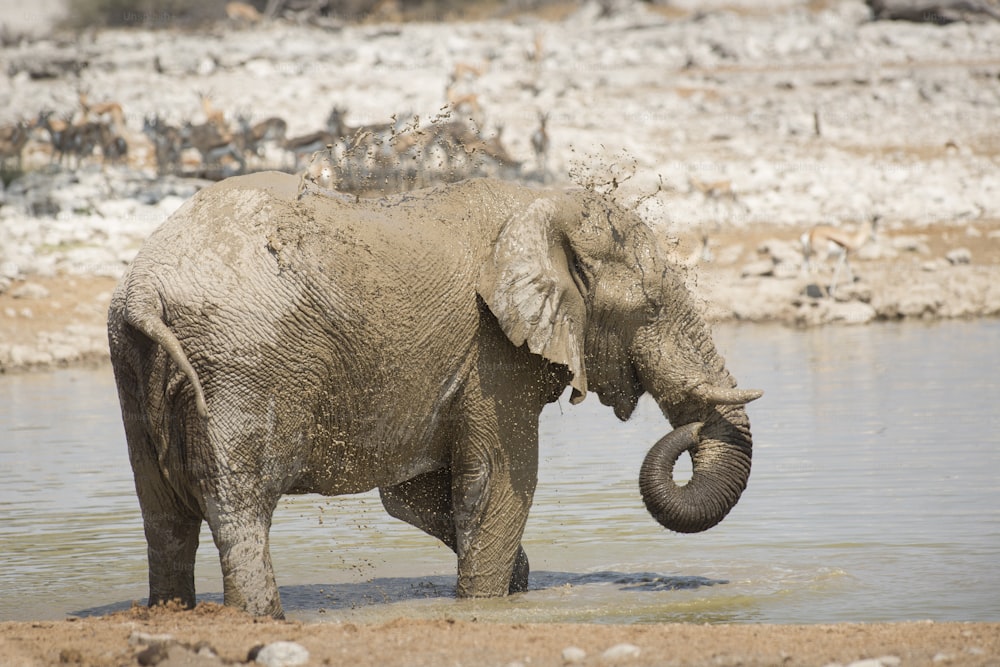 Elephant at the Okaukuejo water hole
