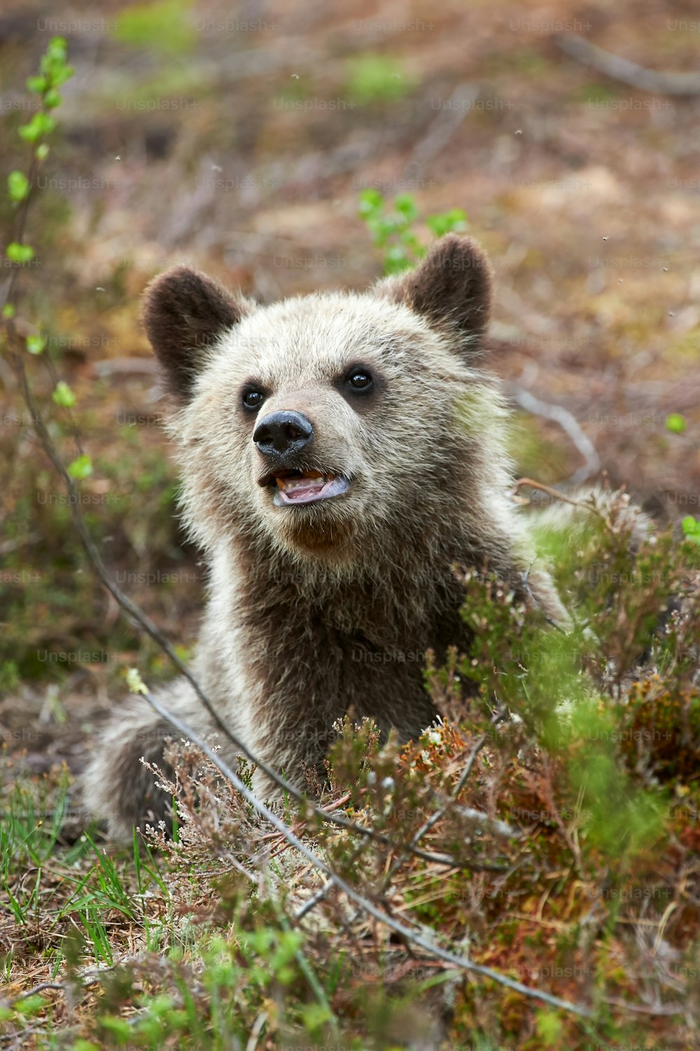 Urso marrom filhote de cachorro bonito e doce em uma floresta no norte da Europa