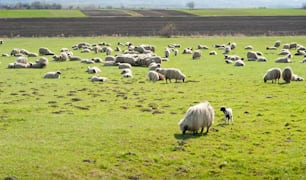Troupeau de moutons sur prairie