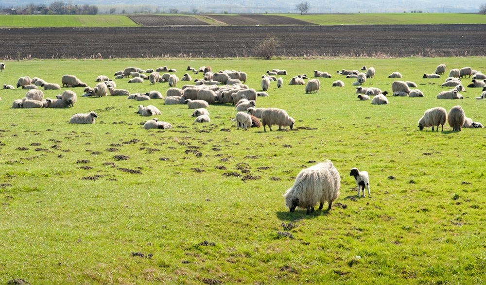 Herd of sheep on meadow