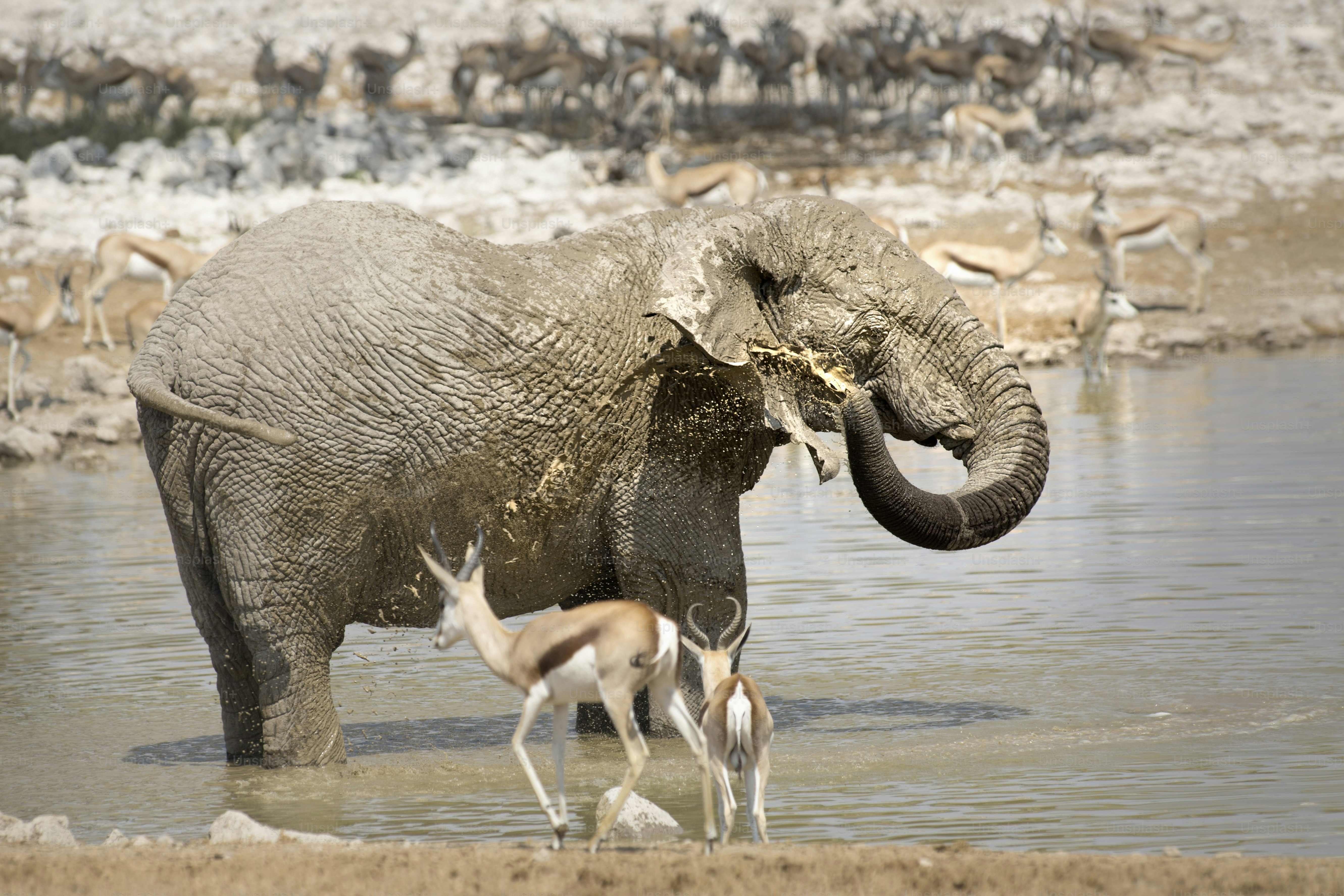 Elephant at the Okaukuejo water hole