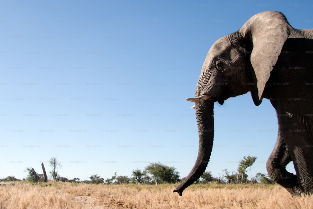 Elefante caminando en el veld