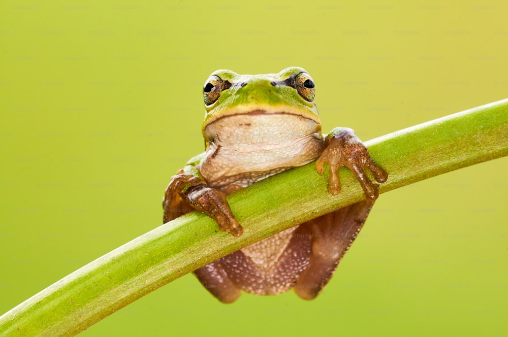 Hila arborea, rana arborícola europea es una pequeña rana arborícola verde