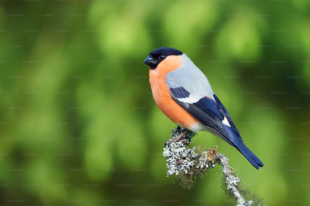 Male european bullfinch perched on a branch covered with lichens