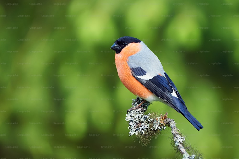 Male european bullfinch perched on a branch covered with lichens