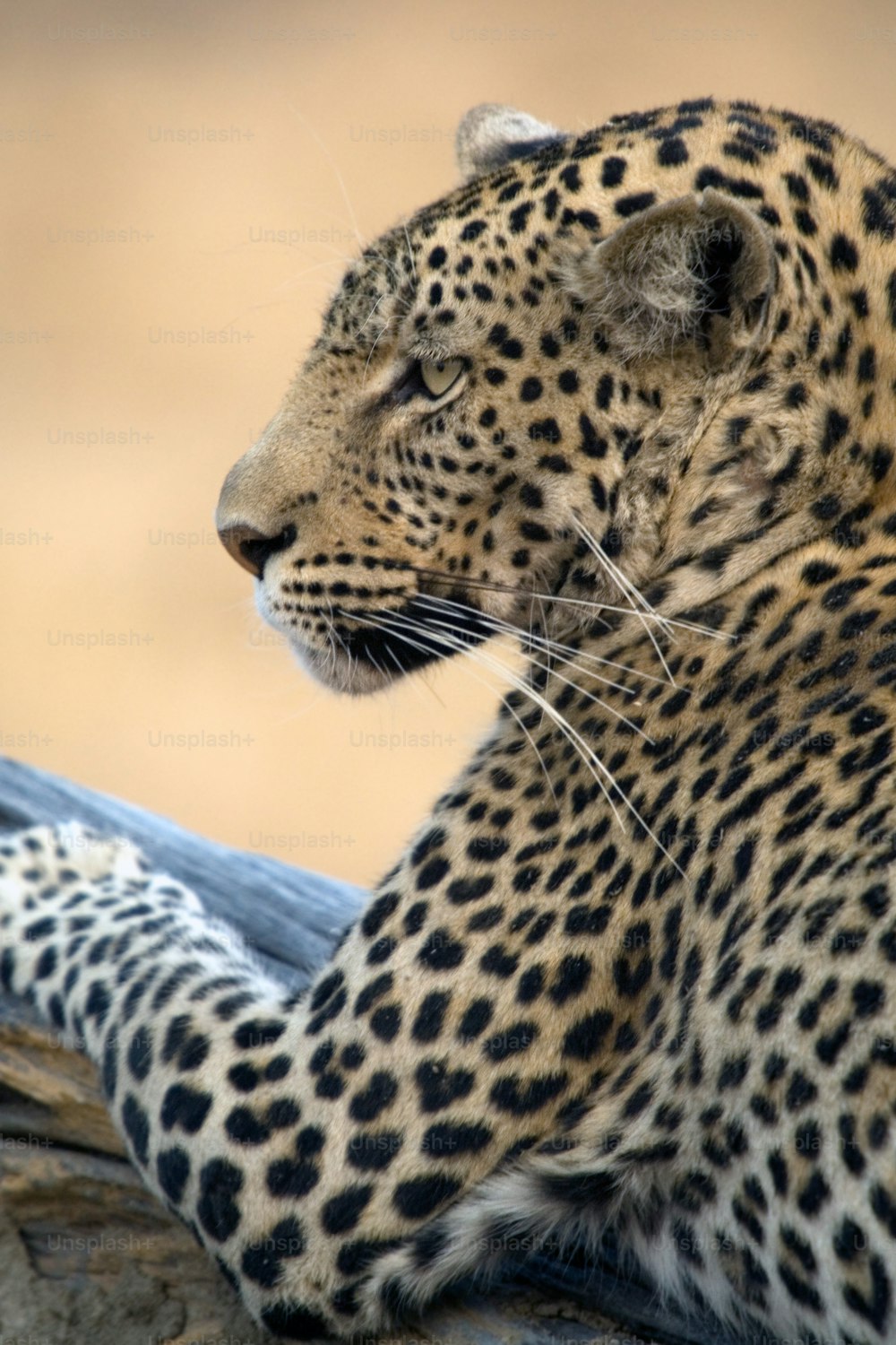 Leopardo sentado en un árbol