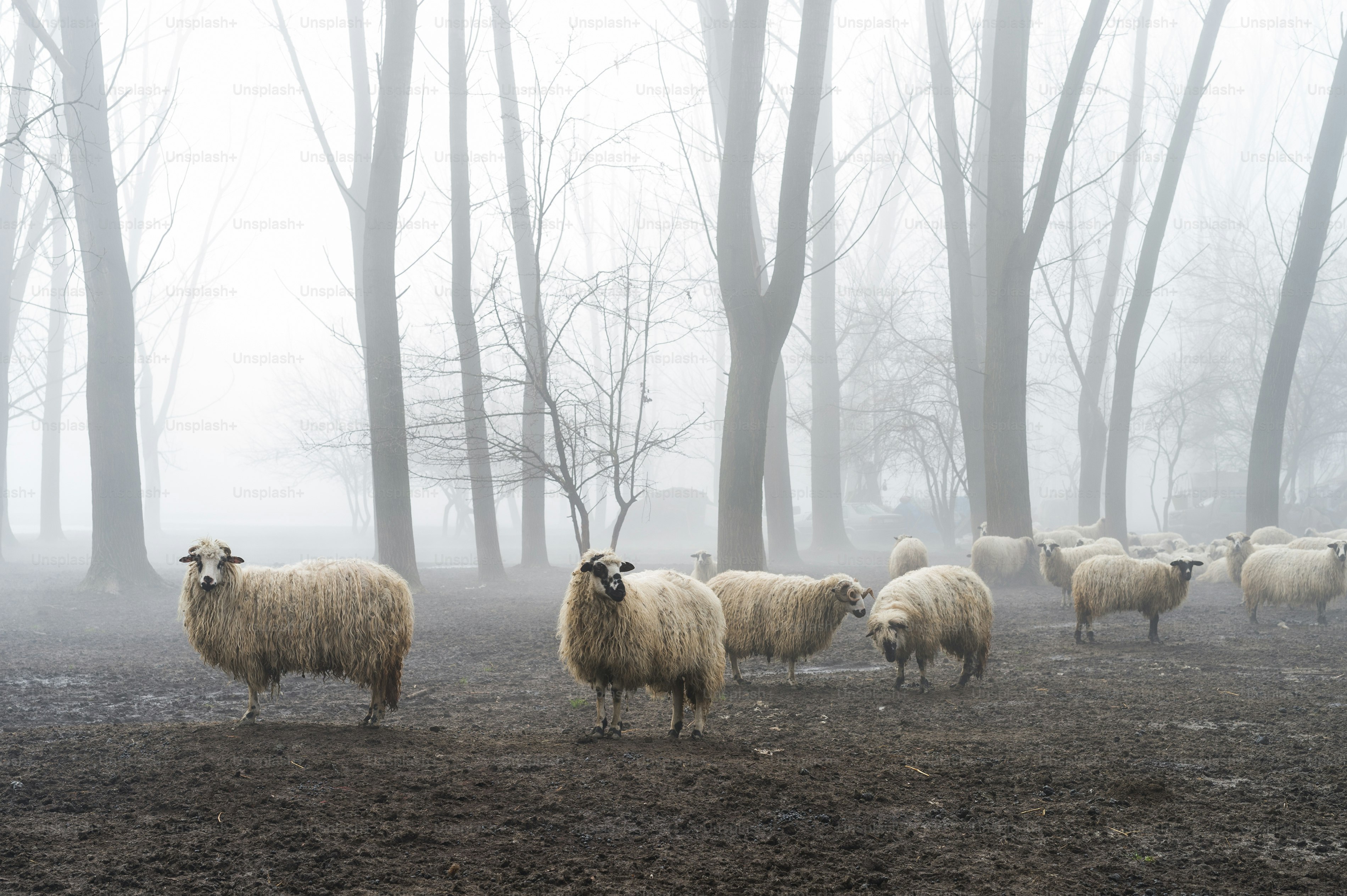flock of sheep in the fog