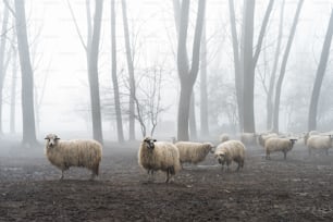 霧の中の羊の群れ