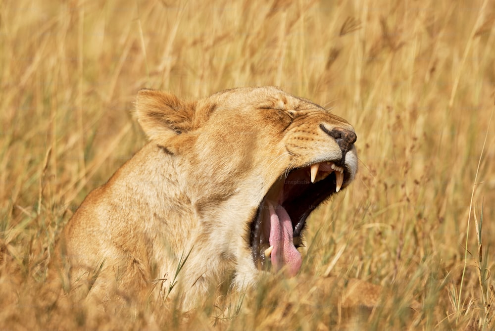 Una hermosa leona bosteza somnolienta en medio de la sabana africana.