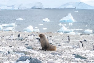 A Fur seal with penguins in Antarctica