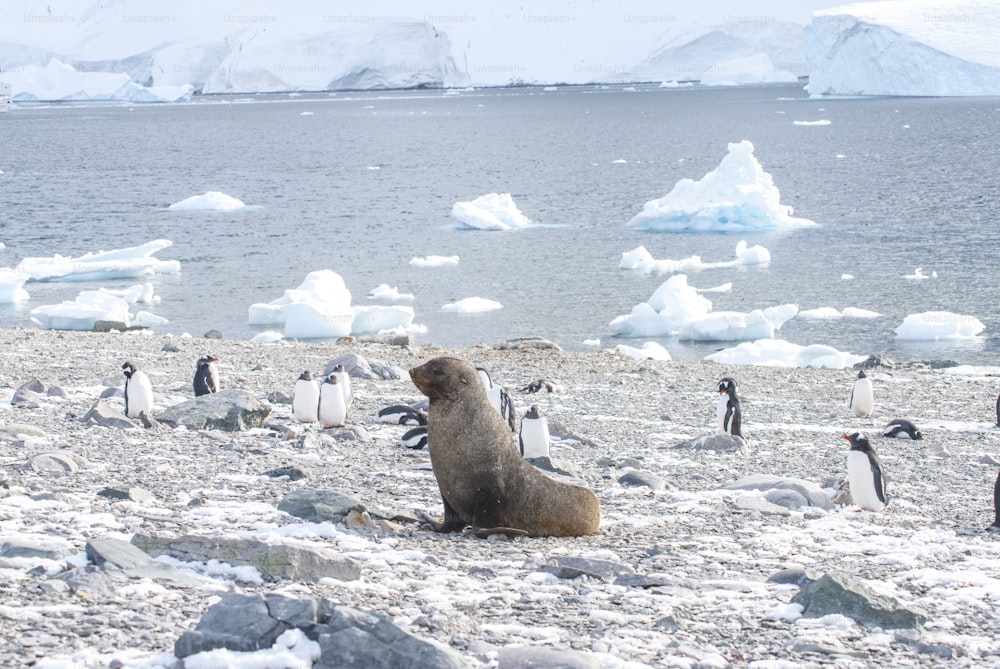 Un lobo marino con pingüinos en la Antártida