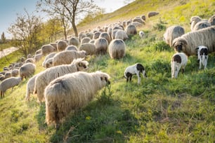 Flock of sheep grazing in a hill at sunset.