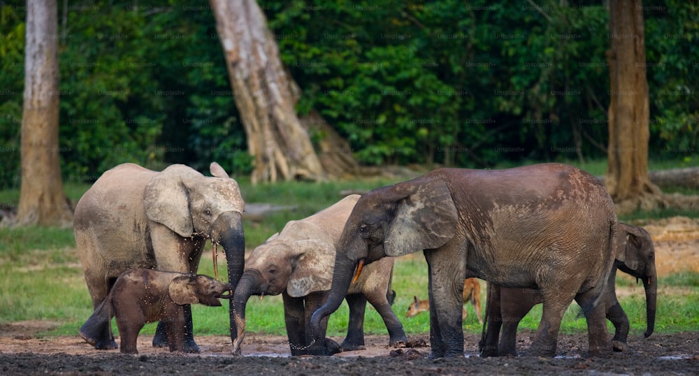 Group of forest elephants in the forest edge. Republic of Congo. Dzanga-Sangha Special Reserve. Central African Republic. An excellent illustration.