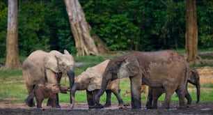 林縁の森の�ゾウのグループ。コンゴ共和国。ザンガ・サンガ特別保護区。中央アフリカ共和国。素晴らしいイラストです。