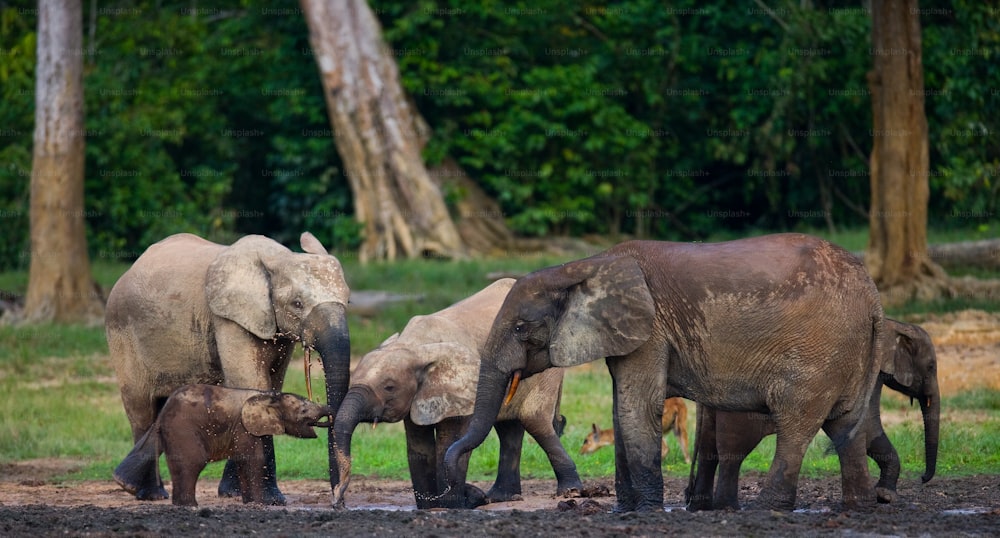 Gruppe von Waldelefanten am Waldrand. Republik Kongo. Dzanga-Sangha Spezialreservat. Zentralafrikanische Republik. Eine ausgezeichnete Illustration.