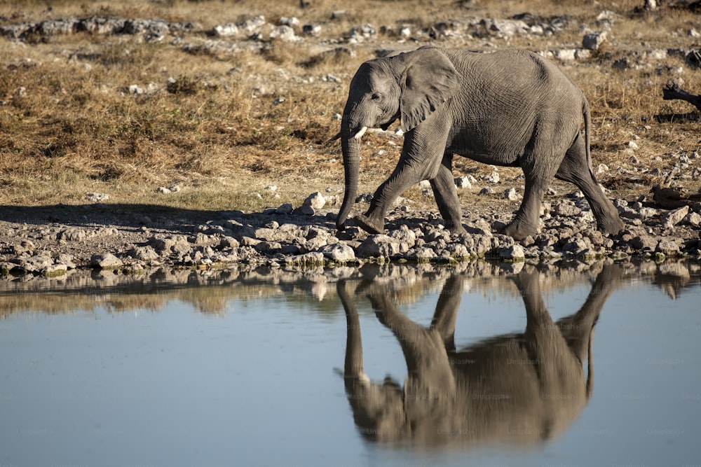 Elephant