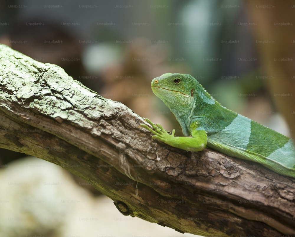 Fiji Iguana Brachylophus Fasciatus