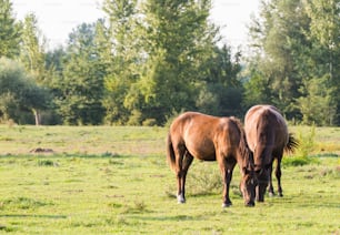 Chevaux dans un pâturage d’été