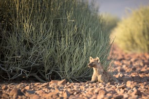 A Hyena in Palmwag Concession, Namibia.