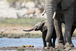 Young elephant calf at water hole.