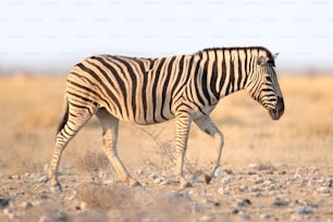 Zebra in Etosha National Park