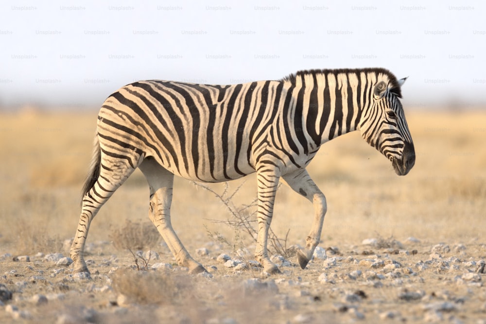 Zebra in Etosha National Park