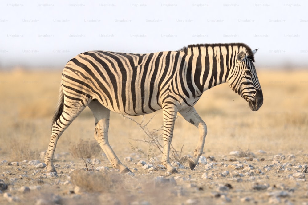 Zebra no Parque Nacional de Etosha