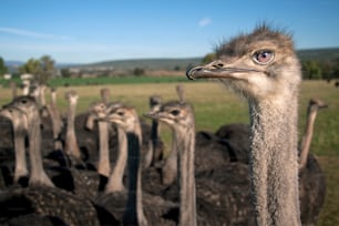 a group of ostriches gather together