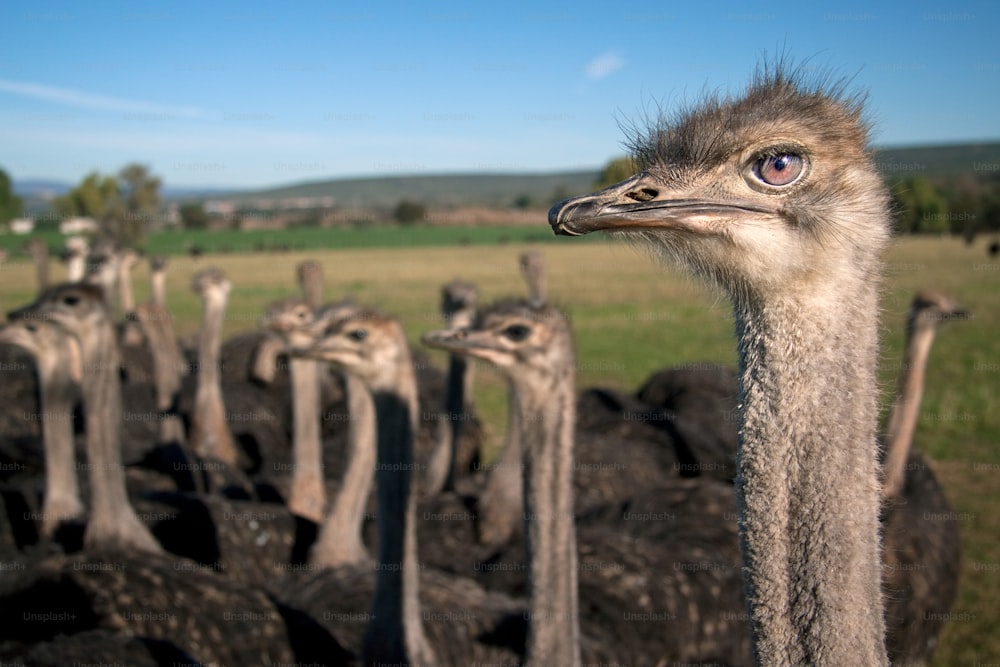 a group of ostriches gather together