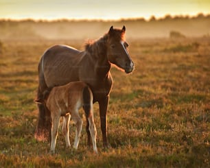Cavalla e puledro di pony della New Forest che pascolano nel paesaggio illuminato dall'alba calda