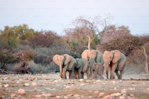 Elephant herd at a water hole.