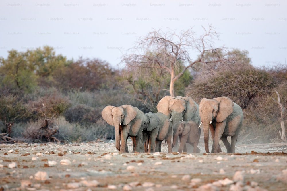 Elephant herd at a water hole.