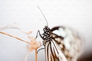 Mariposa ninfa arbórea Idea Leuconoe