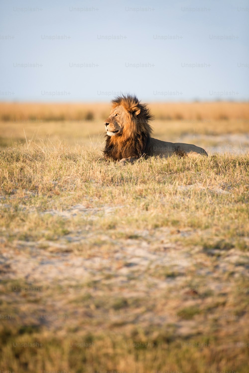 Grand lion mâle