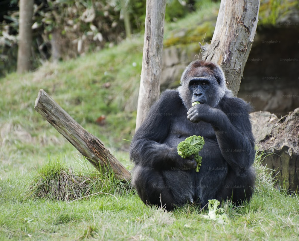 Gorille occidental femelle mangeant