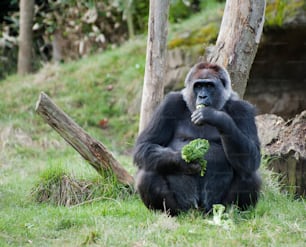 Female Western Gorilla eating