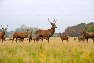 Rothirsche Hirsche und Herden in Herbstherbstwiesenszene