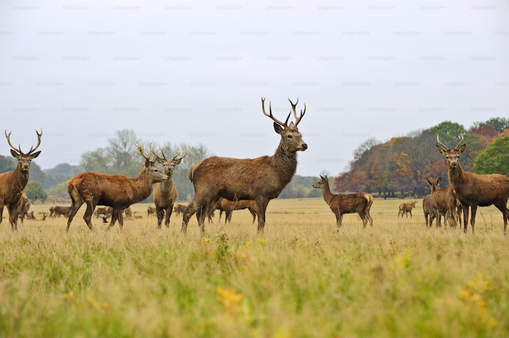 Red deer stags and does herd in Autumn Fall meadow scene