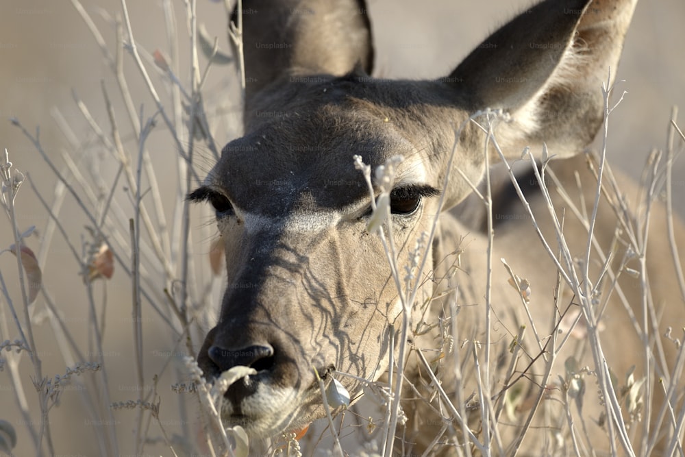 Kudu female browsing. close up on eyes.