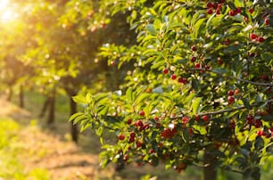 Cerezos rojos y dulces en el huerto: rama a principios del verano