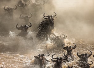 Os gnus estão atravessando o rio Mara. Grande Migração. Quênia. Tanzânia. Parque Nacional Masai Mara. Uma excelente ilustração.